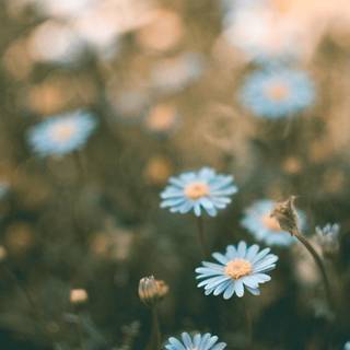 Chamomile iPhone wallpaper