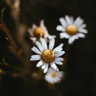 Chamomile iPhone wallpaper