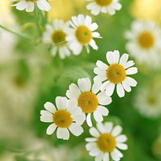 Chamomile iPhone wallpaper