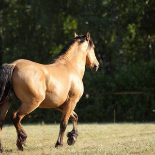 Paso Fino horse wallpaper