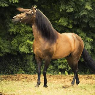 Paso Fino horse wallpaper