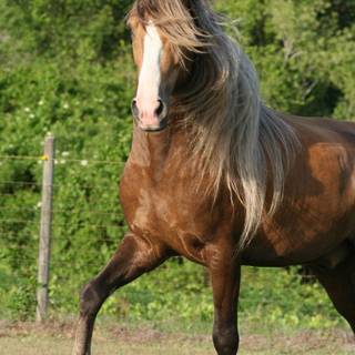 Paso Fino horse wallpaper