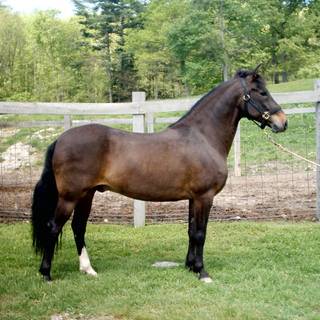 Paso Fino horse wallpaper