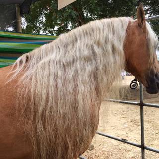 Paso Fino horse wallpaper