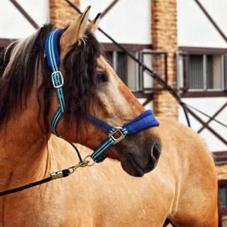 Paso Fino horse wallpaper