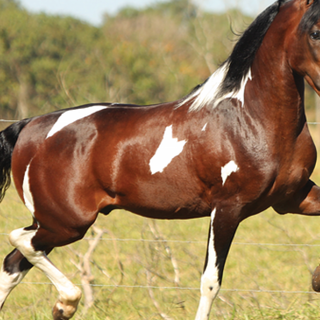 Paso Fino horse wallpaper