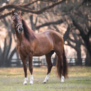 Paso Fino horse wallpaper