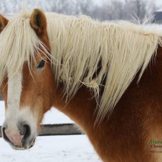 Haflinger horse wallpaper