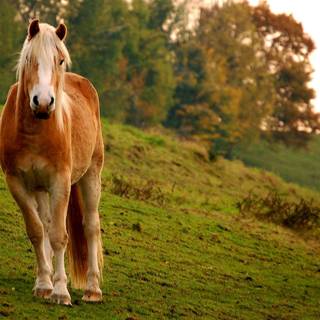 Haflinger horse wallpaper
