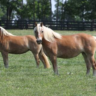 Haflinger horse wallpaper