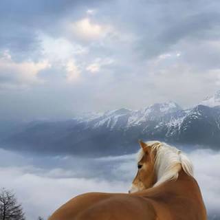 Haflinger horse wallpaper