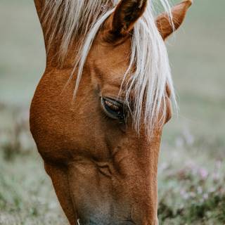 Haflinger horse wallpaper