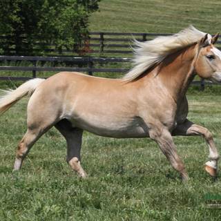 Haflinger horse wallpaper