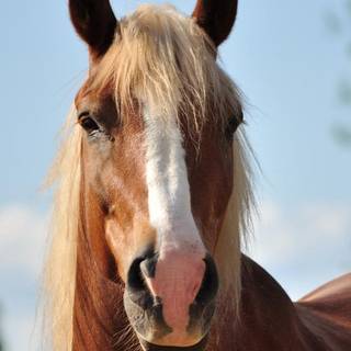 Haflinger horse wallpaper
