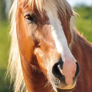 Haflinger horse wallpaper