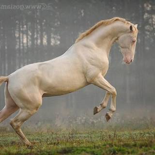 Akhal Teke wallpaper