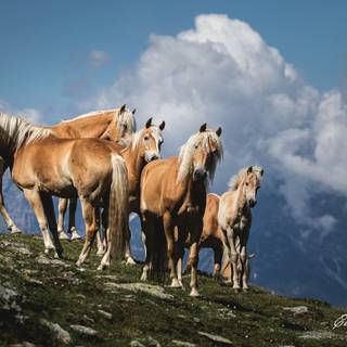 Haflinger horse wallpaper