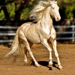 Akhal-Teke horse wallpaper