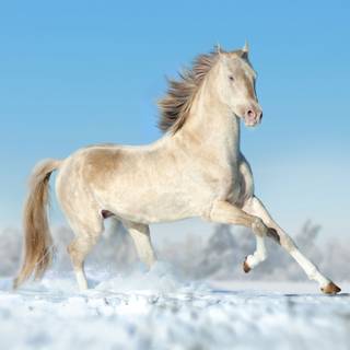 Akhal-Teke horse wallpaper