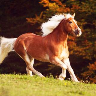 Haflinger horse wallpaper