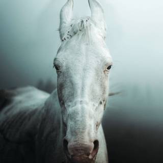 Akhal-Teke horse wallpaper