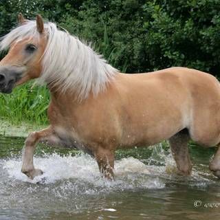 Haflinger horse wallpaper