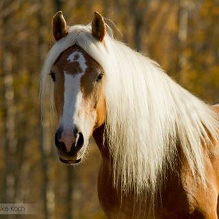 Haflinger horse wallpaper