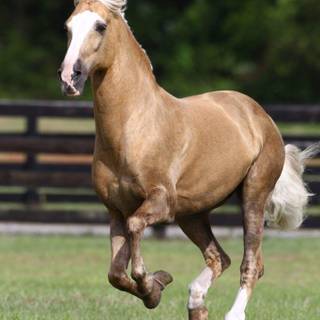 Paso Fino horse wallpaper