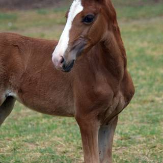 Paso Fino horse wallpaper