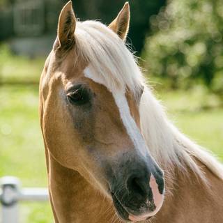 Haflinger horse wallpaper