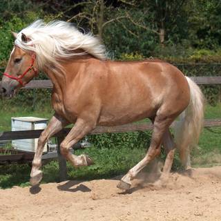 Haflinger horse wallpaper