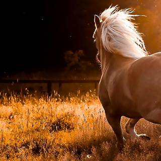 Haflinger horse wallpaper