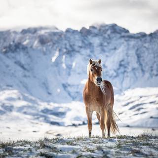 Haflinger horse wallpaper