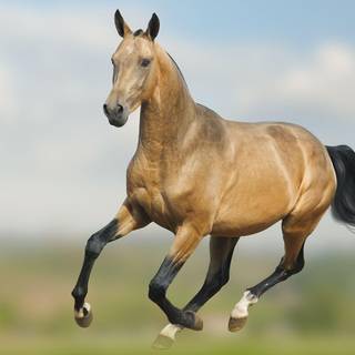 Akhal-Teke horse wallpaper