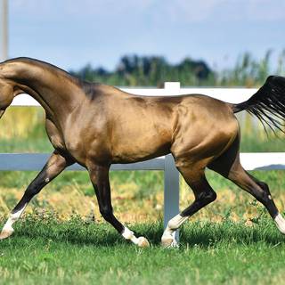 Akhal-Teke horse wallpaper