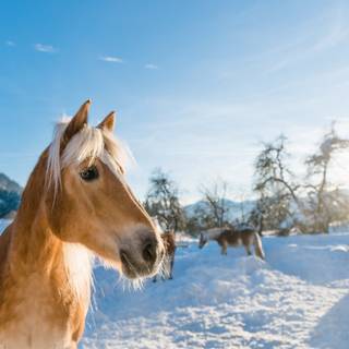 Haflinger horse wallpaper