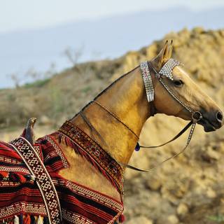 Akhal-Teke horse wallpaper