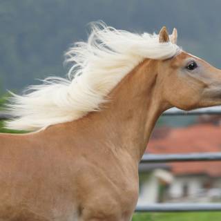 Haflinger horse wallpaper