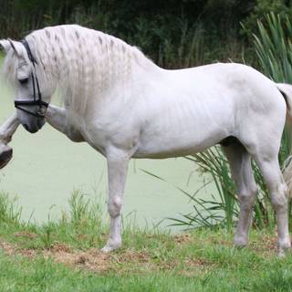 Andalusian horse wallpaper