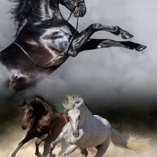 Andalusian horse wallpaper