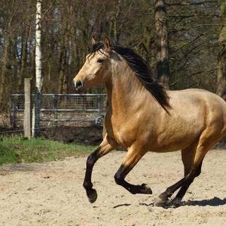 Andalusian horse wallpaper