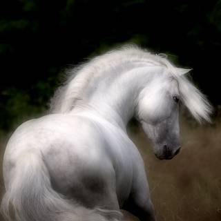 Andalusian horse wallpaper