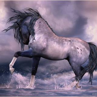 Andalusian horse wallpaper