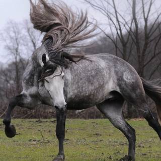 Andalusian horse wallpaper