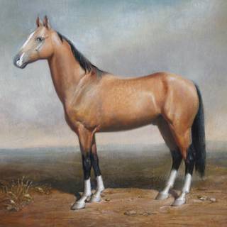 Akhal-Teke horse wallpaper