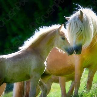Haflinger horse wallpaper