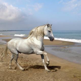 Andalusian horse wallpaper