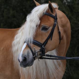 Haflinger horse wallpaper