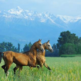 Akhal-Teke horse wallpaper
