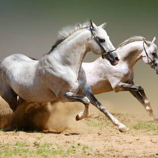 Andalusian horse wallpaper